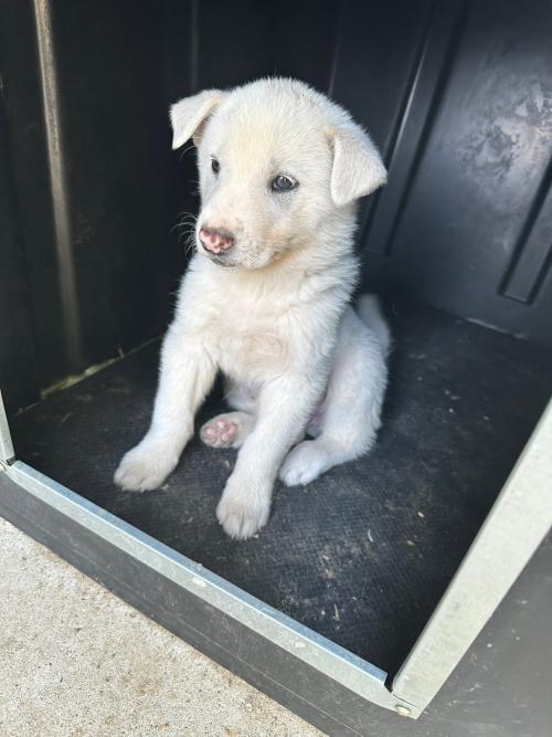 시고르자브종 무료분양합니다