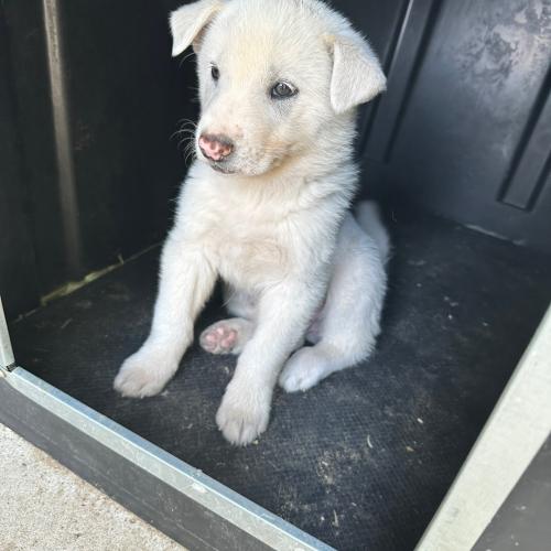 시고르자브종 무료분양합니다