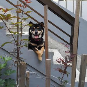 시바견 수컷 찾았습니다