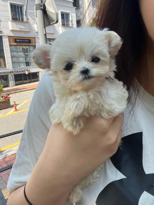 합사실패로 좋은 보호자님 찾습니다