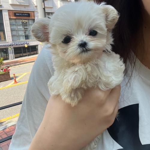 합사실패로 좋은 보호자님 찾습니다