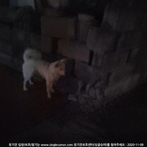 속초시 교동 주택가 주변에 주인을 잃은 흰색 믹스견이 있습니다