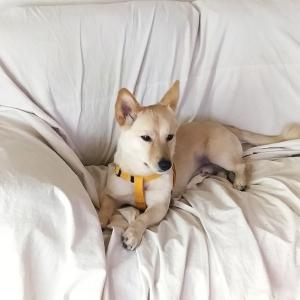 강아지를 찾습니다!!!!!