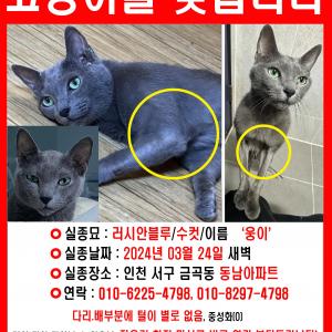 고양이를 찾습니다