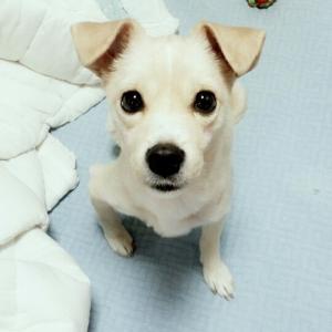 인천/주안동/믹스견/뚱이를 찾습니다