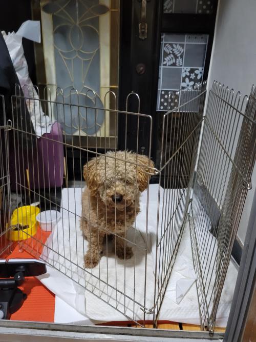 상주 푸들강아지 수컷