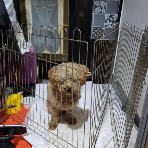 상주 푸들강아지 수컷