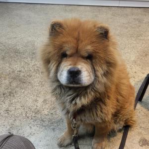 차우차우찾아요