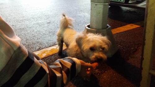 부산 강아지 주인찾아요