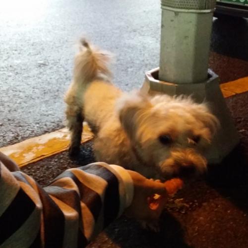 부산 강아지 주인찾아요