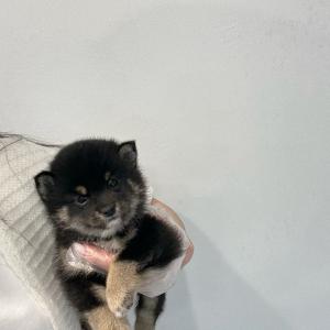 블랙탄시바견 왕자님 분양합니다!