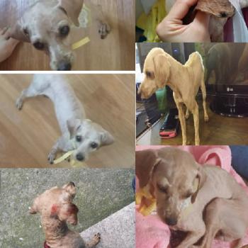 광주 상무지구택시안 푸들찾아요.