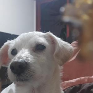 강아지찾습니다