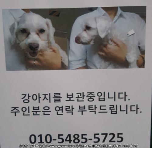 구반포역 유기견 보호중 입니다.