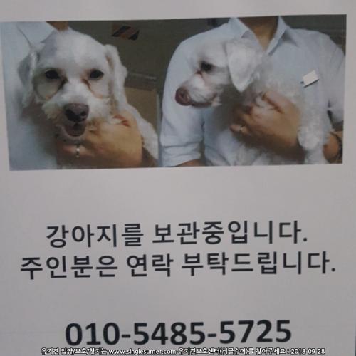 구반포역 유기견 보호중 입니다.