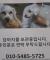 구반포역 유기견 보호중 입니다.
