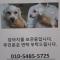 구반포역 유기견 보호중 입니다.