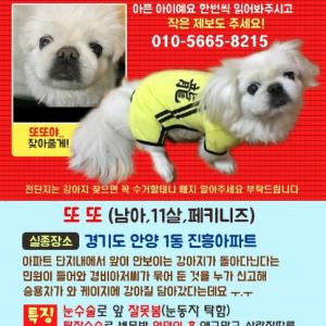 페키니즈를 찾습니다.앞이 안보여요