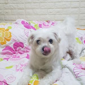 인천 연수구 선학동 - 남동구 고잔동 부근 사라진 수컷 말티즈를 찾습니다!