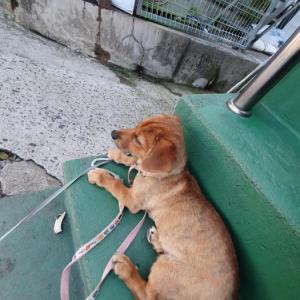 나주 공공도서관 근처 실종