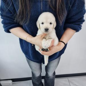 강아지분양 김포강아지분양 골든리트리버분양 너무 귀여운 외모와 빵빵한 체구까지 귀여움의 끝판왕! 2개월령 골든리트리버 아가몽 분양합니당!