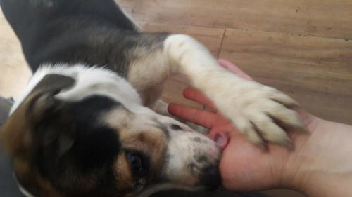 [부산4호선 고촌역부근] 주인을 애타게 찾고있습니다 ㅠㅠ