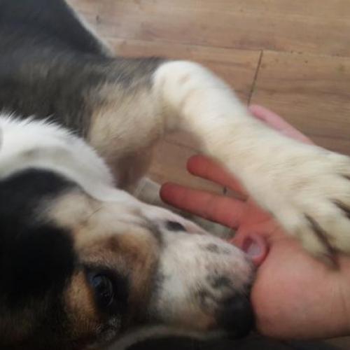 [부산4호선 고촌역부근] 주인을 애타게 찾고있습니다 ㅠㅠ