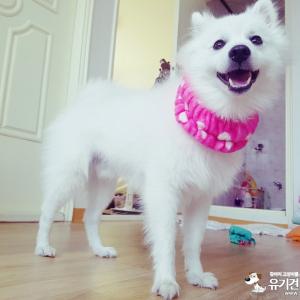 수원|숫컷|스피츠