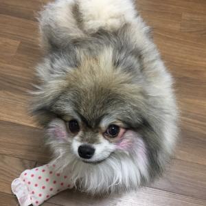 부산 당감동 유기견(포메라니안) 찾습니다.