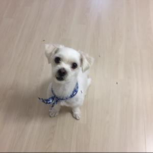 만복이를 찾아주세요