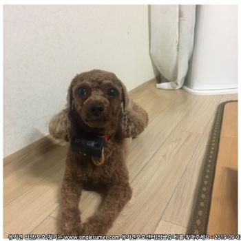 해피를 찾습니다