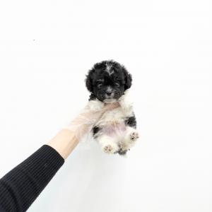 개성 넘치는 털색의 파티말티푸분양 보내요