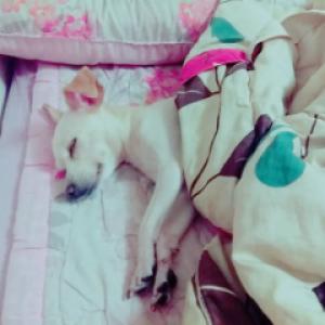 암컷믹스견 하양이를 찾아요