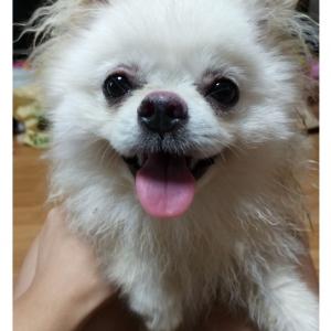 이천 포메라니안보호중
