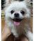 이천 포메라니안보호중