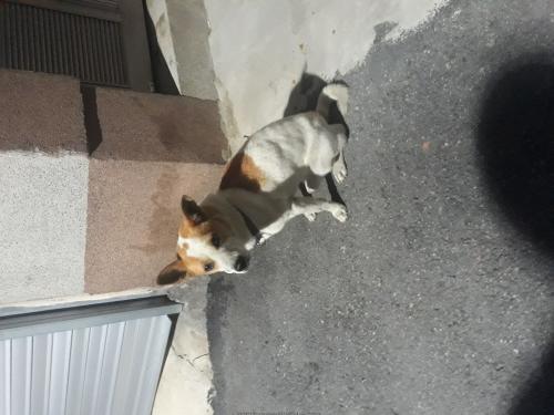 부산감전시장불쌍한아이 임시보호좀해주세요ㅜㅜ