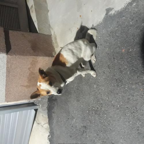 부산감전시장불쌍한아이 임시보호좀해주세요ㅜㅜ