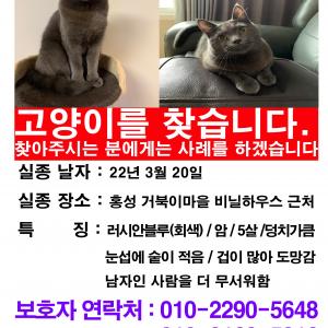 홍성 거북이마을에서 고양이를 잃어버렸어요