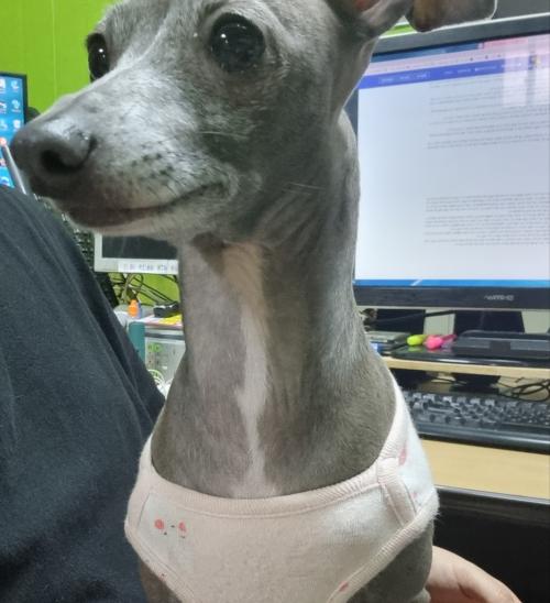 [부천시 약대동]유기견 임시보호중 입니다 사진있어요