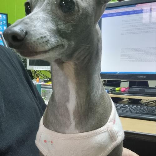 [부천시 약대동]유기견 임시보호중 입니다 사진있어요