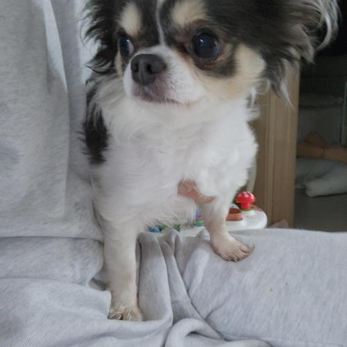 오산 장모치와와 유기견 보호중입니다.