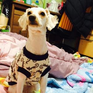 강북구 수유쪽 까미를 찾습니다