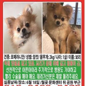 월곶에서 잃어버린 보리(포메라니언) 찾습니다.++사례금 30만원