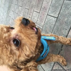 푸들 1살 찾아요 동대문구 휘경동