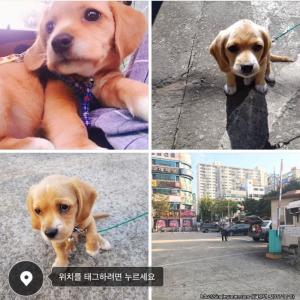 제발 우리 똘이를 찾아주세요