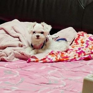 말티즈 수컷 찾습니다.