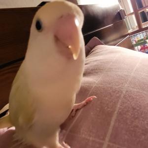 앵무새를 잃어버렸어요....