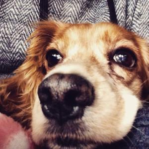 구월동 코카스파니엘을 애타게 찾습니다