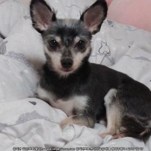 강아지 찾습니다