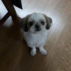 강아지를 찾습니다 (시츄믹스 / 수컷 / 2.8kg / 경기도 남양주시 사능ic sk주유소부근 밭)